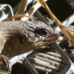 Egernia cunninghami (Cunningham's Skink) at Googong Foreshore - 23 Jan 2022 by Steve_Bok