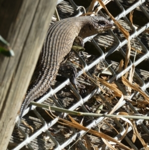 Egernia cunninghami at Googong, NSW - 23 Jan 2022