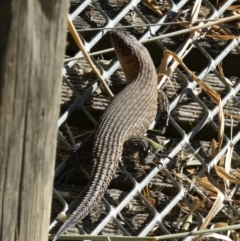 Egernia cunninghami at Googong, NSW - 23 Jan 2022