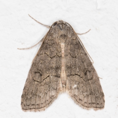 Calathusa sp nr dispila at Melba, ACT - 6 Nov 2021 by kasiaaus