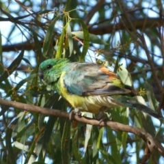 Psephotus haematonotus (Red-rumped Parrot) at Googong, NSW - 23 Jan 2022 by SteveBorkowskis