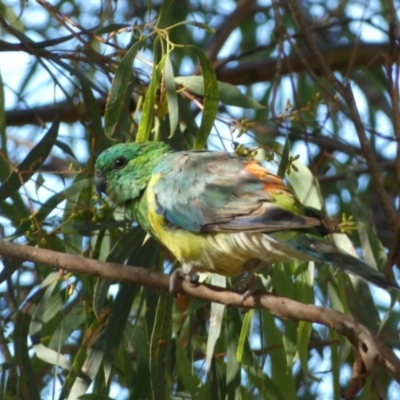 Psephotus haematonotus (Red-rumped Parrot) at Googong, NSW - 23 Jan 2022 by SteveBorkowskis