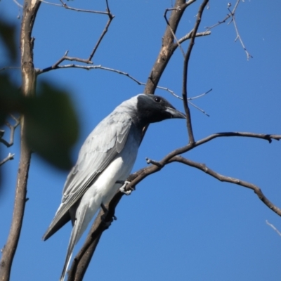 Coracina novaehollandiae (Black-faced Cuckooshrike) at Googong Foreshore - 23 Jan 2022 by Steve_Bok