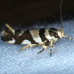 Macrobathra desmotoma ( A Cosmet moth) at Lilli Pilli, NSW - 21 Jan 2022 by jb2602