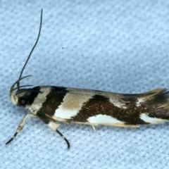 Macrobathra desmotoma at Lilli Pilli, NSW - 21 Jan 2022 11:11 PM