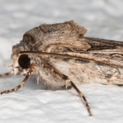 Agrotis munda at Melba, ACT - 6 Nov 2021 11:41 PM