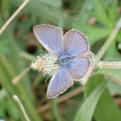 Zizina otis (Common Grass-Blue) at Mount Painter - 18 Jan 2022 by drakes