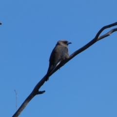 Artamus cyanopterus (Dusky Woodswallow) at Googong, NSW - 23 Jan 2022 by SteveBorkowskis