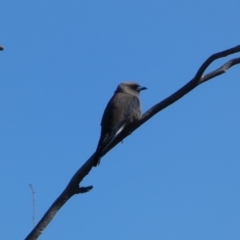 Artamus cyanopterus cyanopterus (Dusky Woodswallow) at Googong Foreshore - 23 Jan 2022 by Steve_Bok