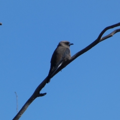 Artamus cyanopterus (Dusky Woodswallow) at Googong Reservoir - 23 Jan 2022 by Steve_Bok