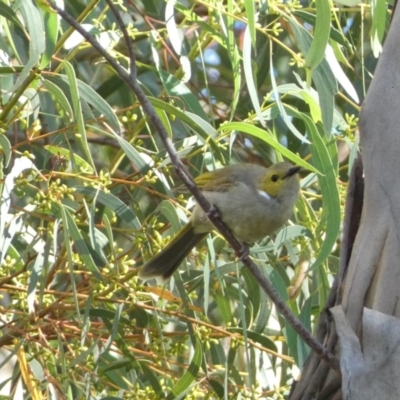 Ptilotula penicillata (White-plumed Honeyeater) at Googong, NSW - 23 Jan 2022 by Steve_Bok