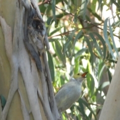 Ptilotula penicillata at Googong, NSW - 23 Jan 2022