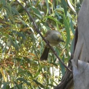 Ptilotula penicillata at Googong, NSW - 23 Jan 2022