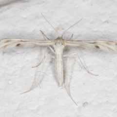 Wheeleria spilodactylus (Horehound plume moth) at Melba, ACT - 6 Nov 2021 by kasiaaus