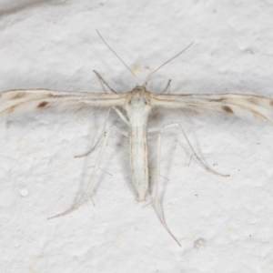 Wheeleria spilodactylus at Melba, ACT - 6 Nov 2021