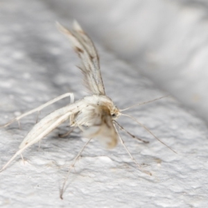 Wheeleria spilodactylus at Melba, ACT - 6 Nov 2021 11:42 PM