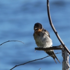 Hirundo neoxena (Welcome Swallow) at Googong, NSW - 23 Jan 2022 by SteveBorkowskis