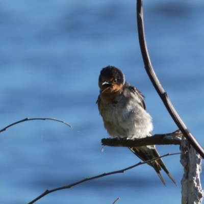 Hirundo neoxena (Welcome Swallow) at Googong Foreshore - 23 Jan 2022 by Steve_Bok