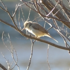 Acrocephalus australis (Australian Reed-Warbler) at Googong Reservoir - 23 Jan 2022 by Steve_Bok