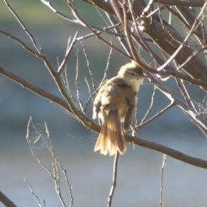 Acrocephalus australis at Googong, NSW - 23 Jan 2022