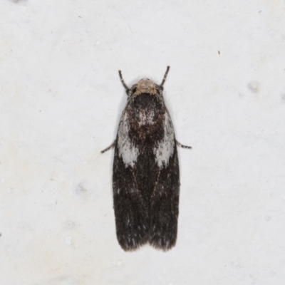 Phylomictis maligna (A Stenomatinae moth) at Melba, ACT - 6 Nov 2021 by kasiaaus