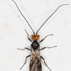 Braconidae (family) at Melba, ACT - 6 Nov 2021