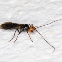 Braconidae (family) at Melba, ACT - 6 Nov 2021 11:44 PM