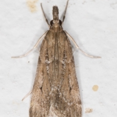 Nechilo macrogona (a Crambid moth (Crambinae)) at Melba, ACT - 6 Nov 2021 by kasiaaus