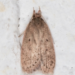 Chezala privatella (A Concealer moth) at Melba, ACT - 6 Nov 2021 by kasiaaus