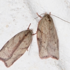 Euchaetis inceptella (Wingia Group) at Melba, ACT - 6 Nov 2021 by kasiaaus