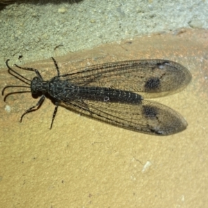 Glenoleon meteoricus at Jerrabomberra, NSW - suppressed