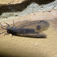 Glenoleon meteoricus at Jerrabomberra, NSW - 24 Jan 2022