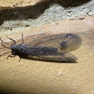 Glenoleon meteoricus at Jerrabomberra, NSW - suppressed