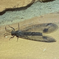 Glenoleon meteoricus at Jerrabomberra, NSW - suppressed