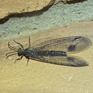 Glenoleon meteoricus at Jerrabomberra, NSW - suppressed