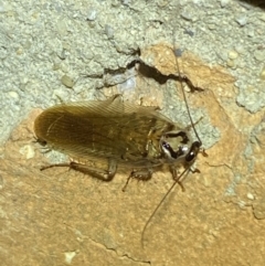 Robshelfordia circumducta (Shelford's Variable Cockroach) at QPRC LGA - 23 Jan 2022 by Steve_Bok