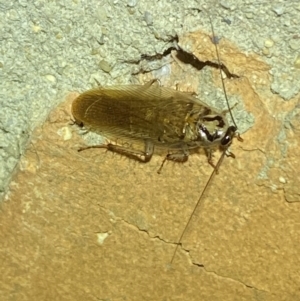 Robshelfordia circumducta at Jerrabomberra, NSW - 24 Jan 2022