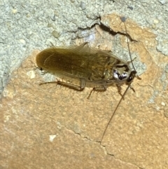 Robshelfordia circumducta at Jerrabomberra, NSW - 24 Jan 2022