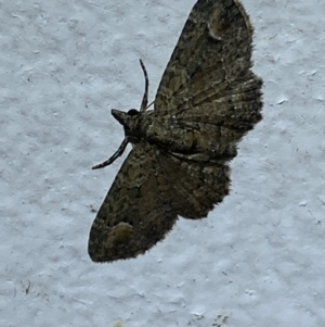 Chloroclystis filata at Jerrabomberra, NSW - suppressed