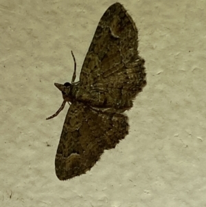 Chloroclystis filata at Jerrabomberra, NSW - 24 Jan 2022