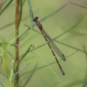 Austrolestes leda at Deakin, ACT - 23 Jan 2022