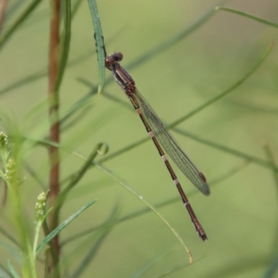 Austrolestes leda (Wandering Ringtail) at Deakin, ACT - 23 Jan 2022 by LisaH