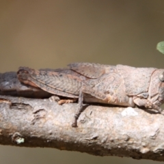 Goniaea opomaloides (Mimetic Gumleaf Grasshopper) at Red Hill Nature Reserve - 23 Jan 2022 by LisaH