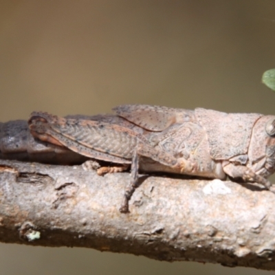 Goniaea opomaloides (Mimetic Gumleaf Grasshopper) at Deakin, ACT - 23 Jan 2022 by LisaH