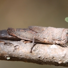 Goniaea opomaloides (Mimetic Gumleaf Grasshopper) at Deakin, ACT - 23 Jan 2022 by LisaH