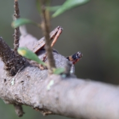 Goniaea opomaloides at Deakin, ACT - 23 Jan 2022