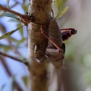 Goniaea opomaloides at Deakin, ACT - 23 Jan 2022 11:32 AM