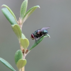 Lucilia sp. (genus) (A blowfly) at Red Hill Nature Reserve - 23 Jan 2022 by LisaH