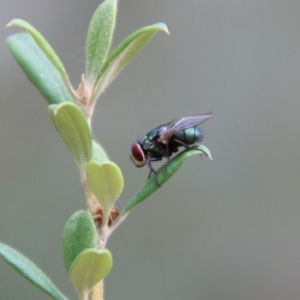 Lucilia sp. (genus) at Deakin, ACT - 23 Jan 2022