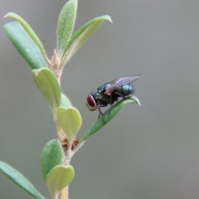 Lucilia sp. (genus) (A blowfly) at Deakin, ACT - 23 Jan 2022 by LisaH
